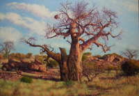 Baobab Tree