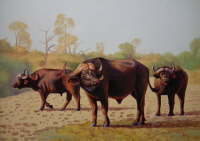 African Buffalo