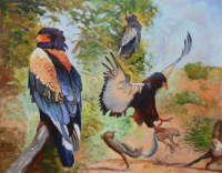 Bateleur