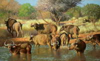 African Buffalo, Pilansberg S A