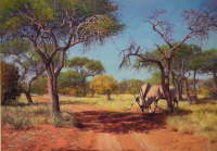 Oryx (Gemsbok)