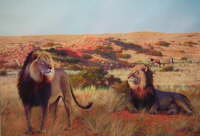 African Lions in the Kalagadi Dessert