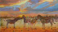 Zebra