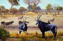 Sable antelope