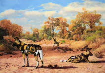 African wild dog