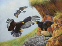 Verreaux's Eagle
