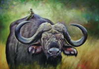 African Buffalo