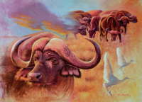 African Buffalo