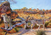 Cheetah and Springbuck