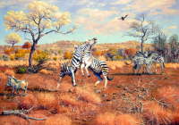 Zebra fighting