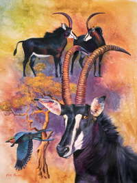 Sable Antelope